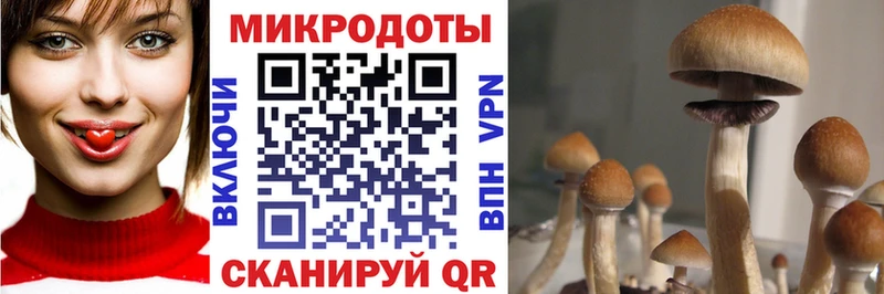 Псилоцибиновые грибы Psilocybine cubensis  ссылка на мегу   Лыткарино  магазин  наркотиков 